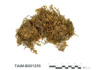 藏品(石灰灰苔)的圖片